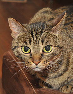 Ilendri Hodowla Kotów Bengalskich Warszawa Polska Bengal Cat